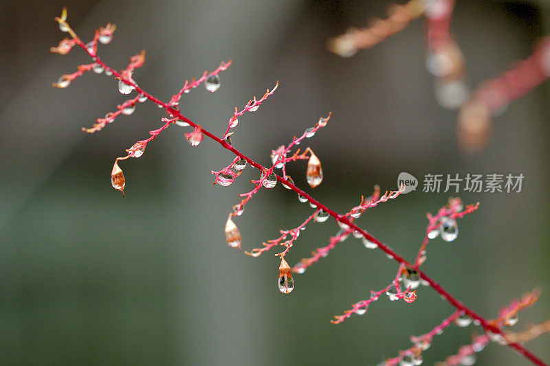 Heuchera /珊瑚钟